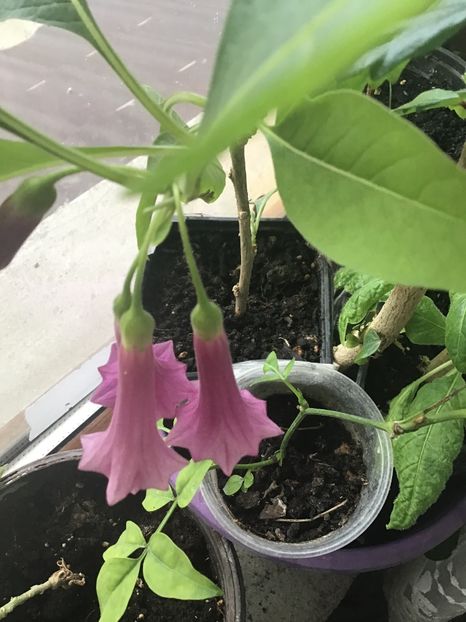 BD5BB8DD-F3C2-4F4C-B213-9797B06E881C - Iochroma 2020