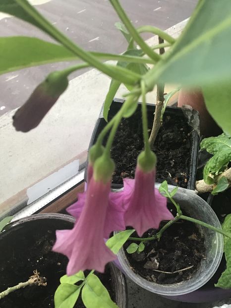 C4DACE88-5B59-4168-9CC8-58913BD2C56E - Iochroma 2020