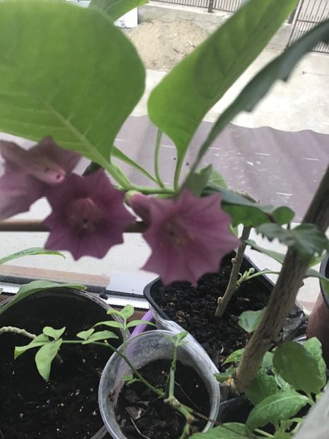 1A59581A-1A36-4CDD-8631-1DACA8F4D8A6 - Iochroma 2020