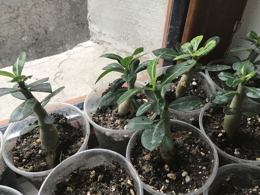 A97F1D34-A1ED-408E-97C8-428BF34D9514 - Adenium