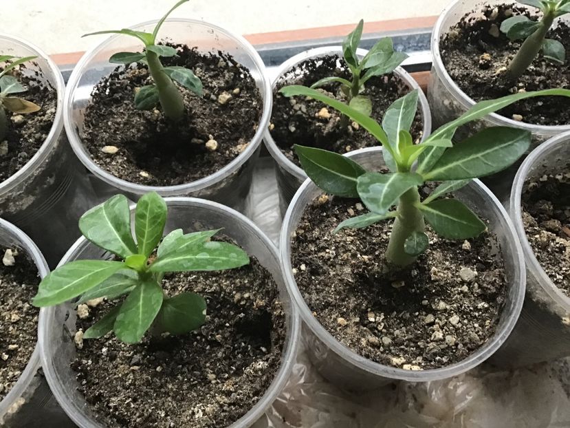 C3205FA9-A6D2-4294-BE6F-1BD98F51E3EE - Adenium