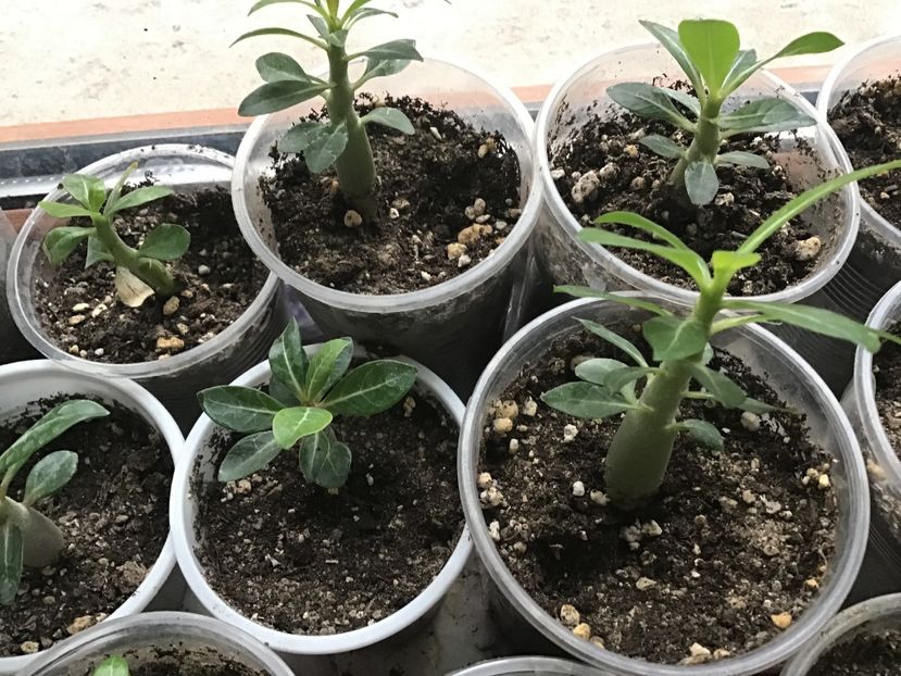 DDF6E507-FC15-4C34-A3E8-CEB873563E78 - Adenium