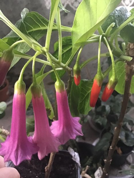 C446382E-C1A3-4581-8684-F5E98DE72791 - Acnistus Australian x Iochroma Rosa Lila