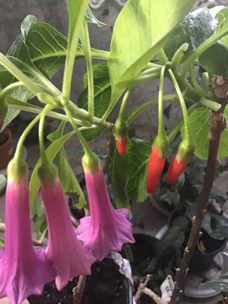 10747DE1-D7B0-43B8-B532-966C2CB7BB95 - Acnistus Australian x Iochroma Rosa Lila