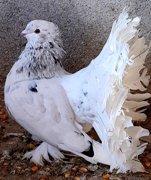  - Voltati indieni matca 2020