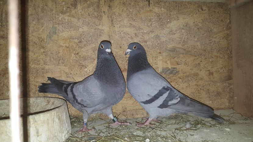  - Perechi matca 2020