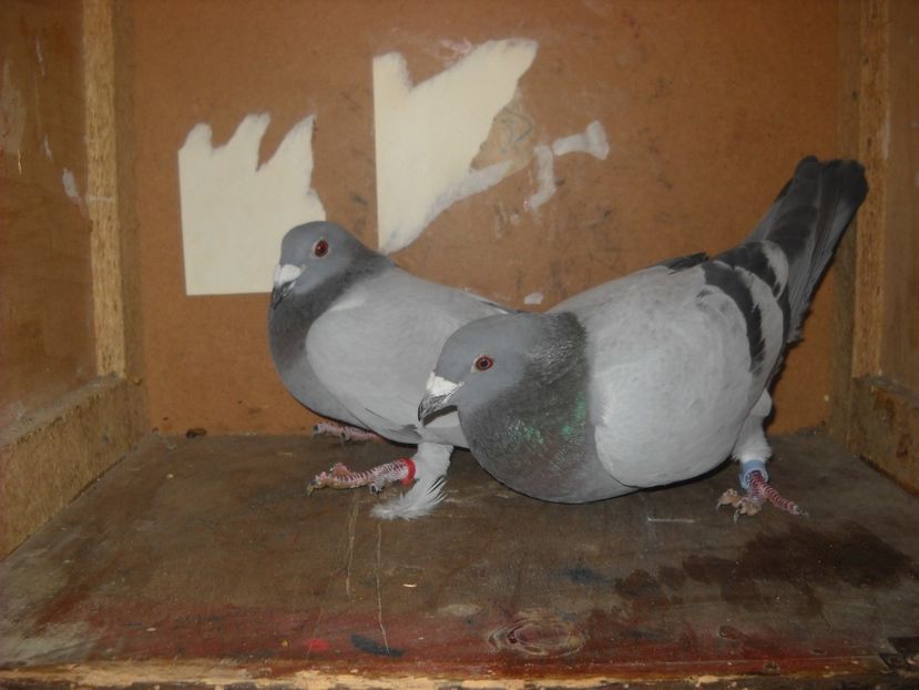  - UNDEVA IN SUCEAVA arhiva