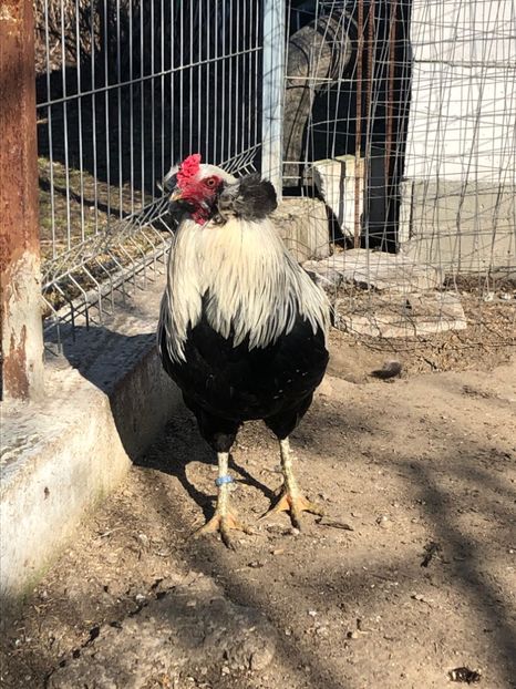 Araucana Argintiu 2018 - 2020 Araucana Silberhalsig Argintiu