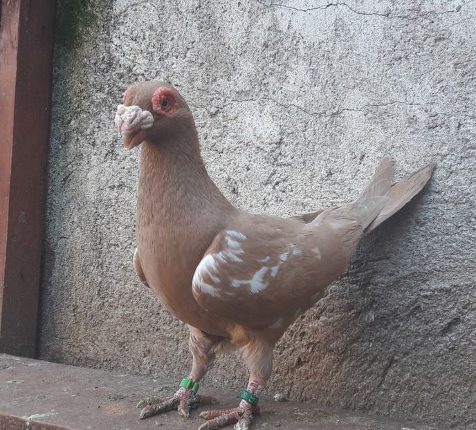 F  2019 - Carunculați 2020