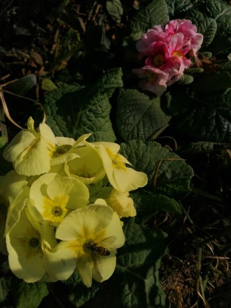 Primule - Ianuarie _februarie 2020-2022