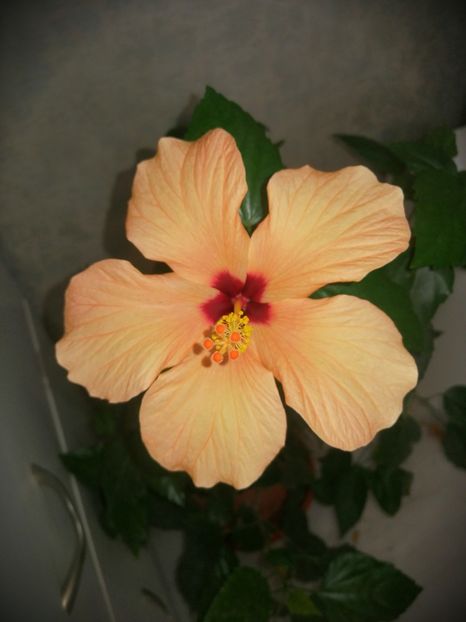 Hibiscus - Ianuarie _februarie 2020-2022