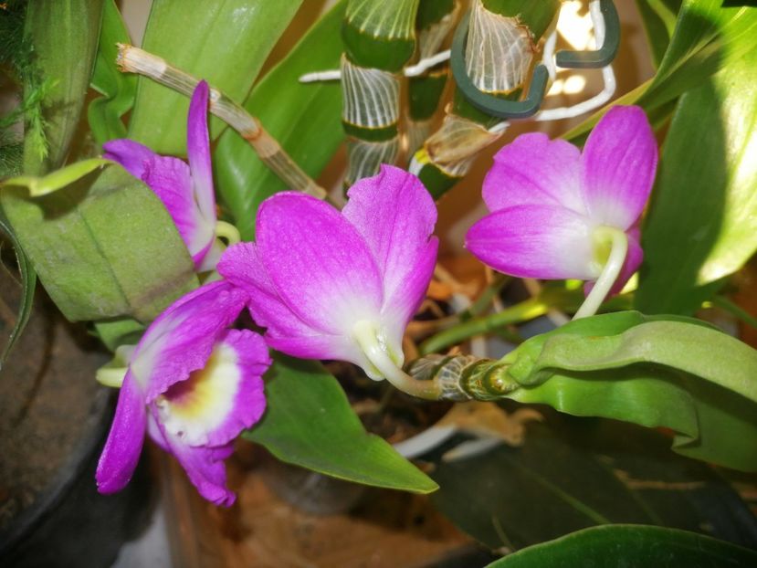 Orhidee - Ianuarie _februarie 2020-2022