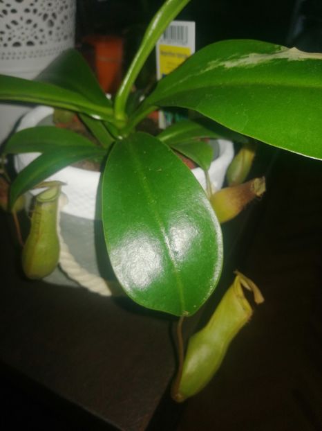Plantă carnivora - Ianuarie _februarie 2020-2022