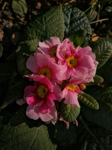 Gloxinie - Ianuarie _februarie 2020-2022