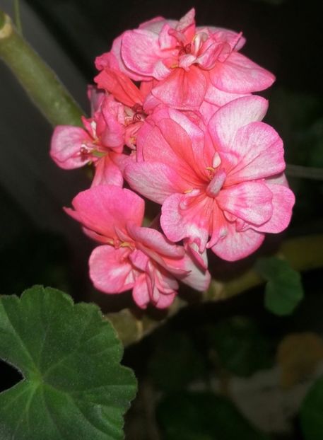 Muscate - Ianuarie _februarie 2020-2022