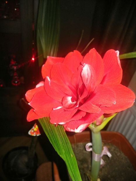  - Ianuarie _februarie 2020-2022