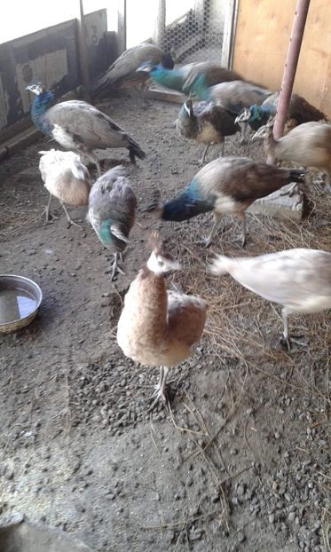 received_477336079845083 - 00 Pentru doritori disponibil