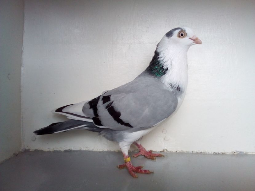  - jucatori de galati pe albastru