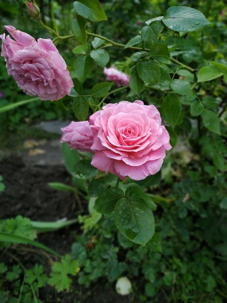  - Tickled Pink