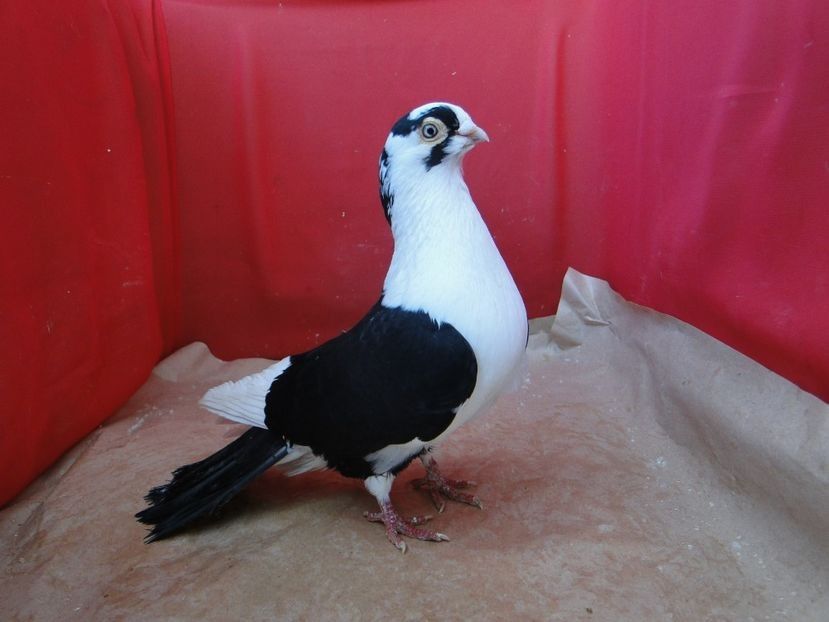  - porumbei care mi-au apartinut