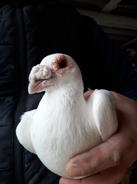  - 2- PORUMBEI VOIAJORI PE STIL VECHI