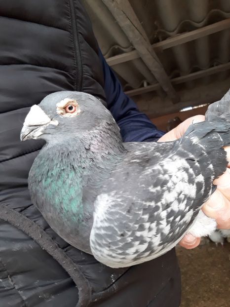  - 2- PORUMBEI VOIAJORI PE STIL VECHI