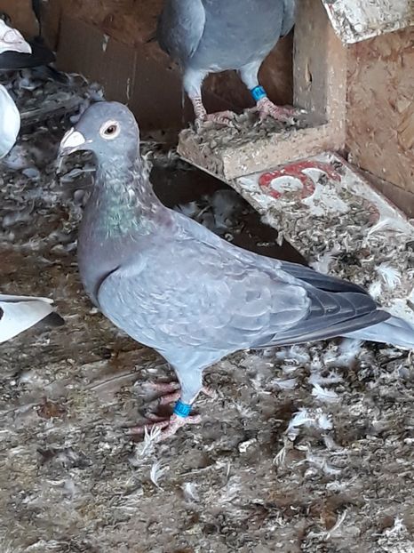  - 2- PORUMBEI VOIAJORI PE STIL VECHI