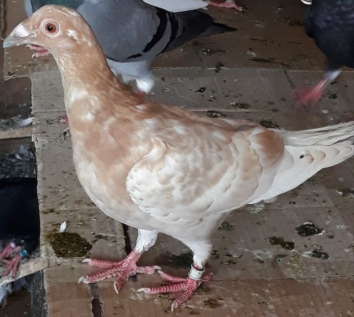  - 2- PORUMBEI VOIAJORI PE STIL VECHI