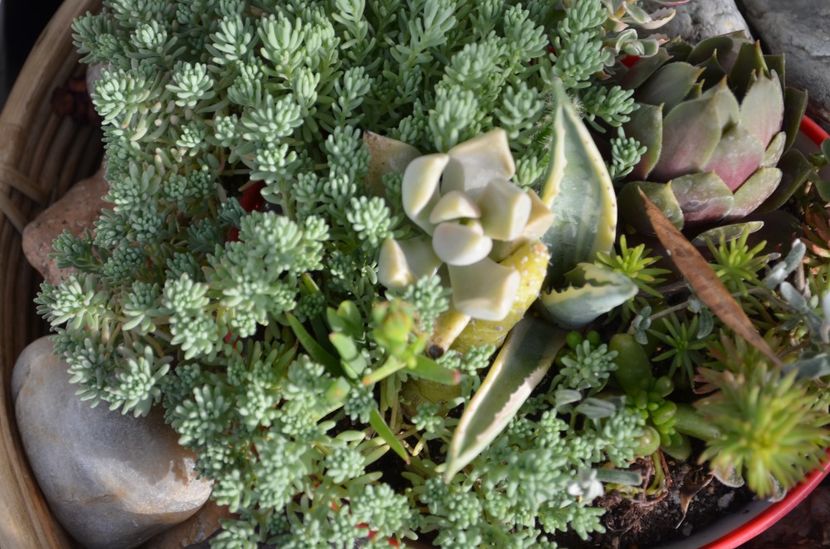  - suculente si cactusi