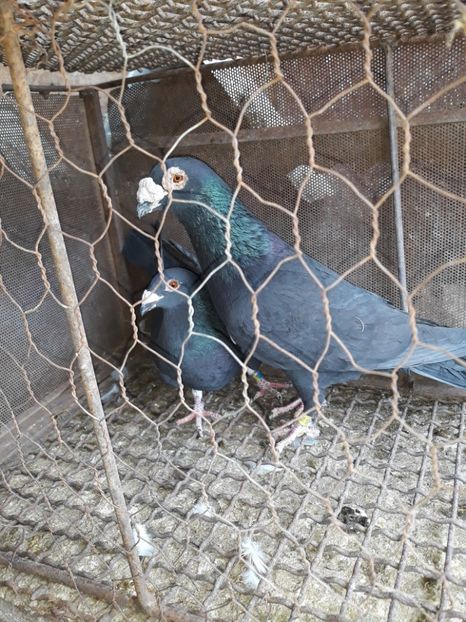  - 2- PORUMBEI VOIAJORI PE STIL VECHI