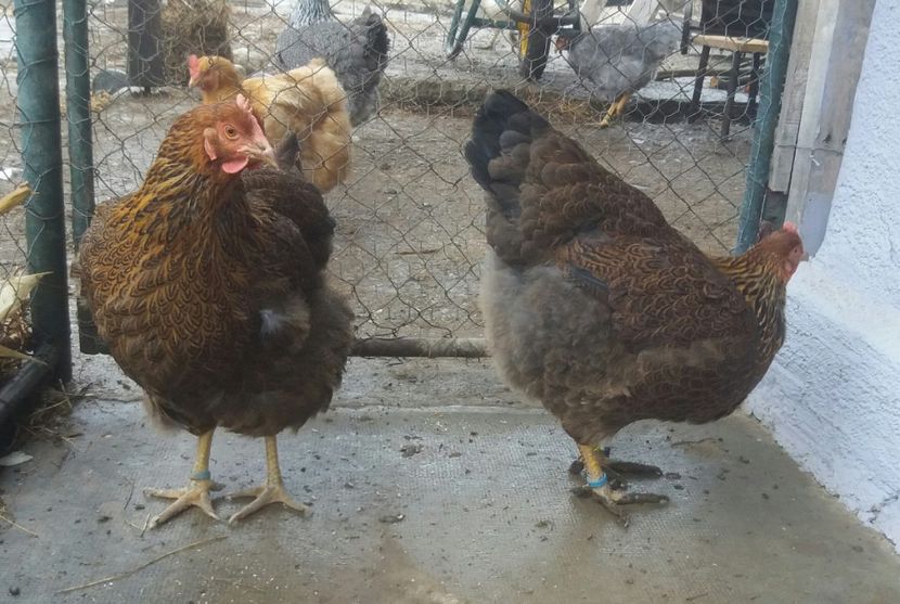  - 2 Plymouth partridge 2012-2022 arhiva