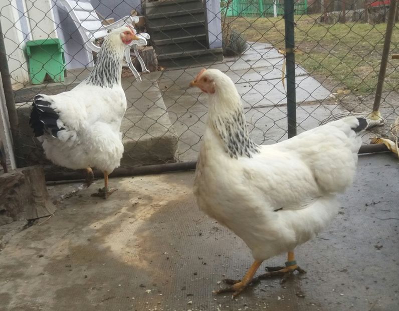  - 7 Plymouth rock Columbian 2018 -2021