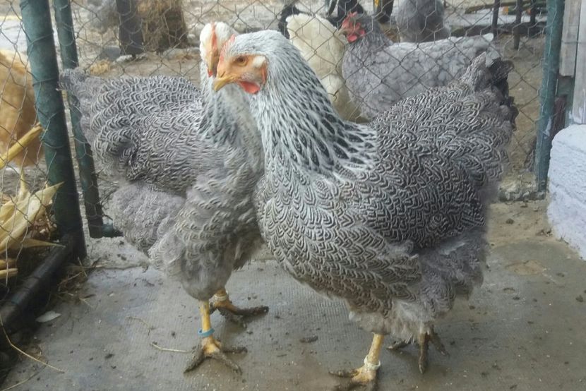  - 1 Plymouth rock silver 2012-2021 arhiva