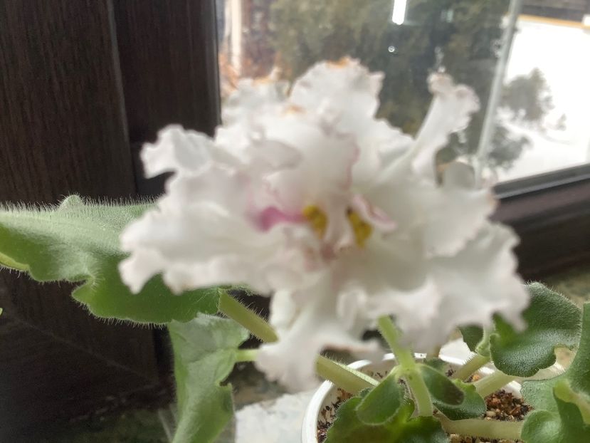 Pui 1 - LE Whipped Creăm