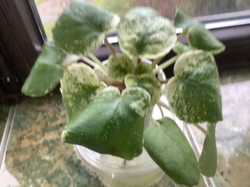  - AN Devochka s Persikami