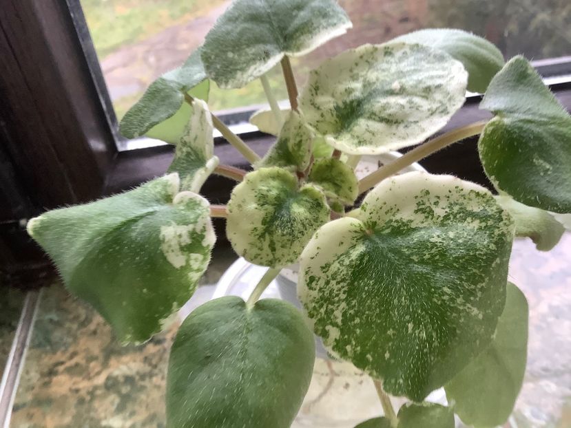  - AN Devochka s Persikami