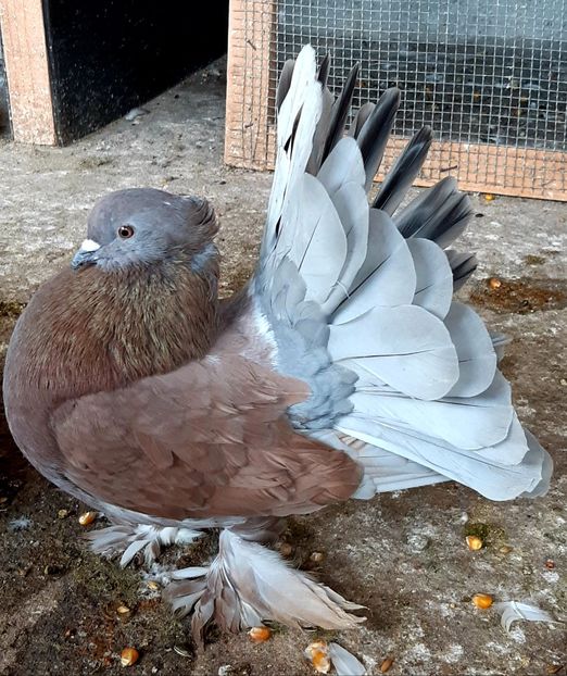  - Voltati indieni matca 2020