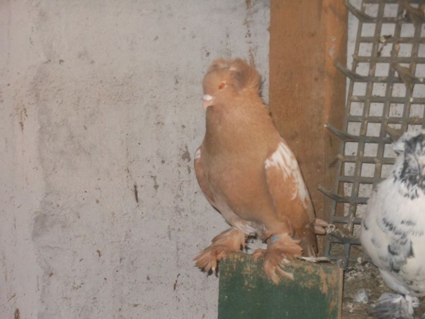 mas - 03-- URIASI MAGHIARI