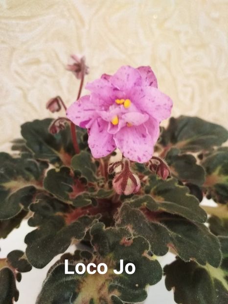  - Loco Jo