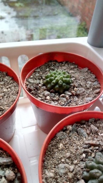  - Neochilenia ---eriosyce