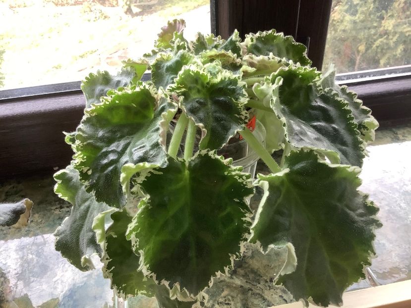  - Buckeye Irish Lace