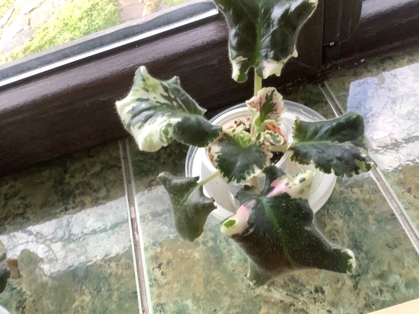  - Wrangler s Gaudy Lady