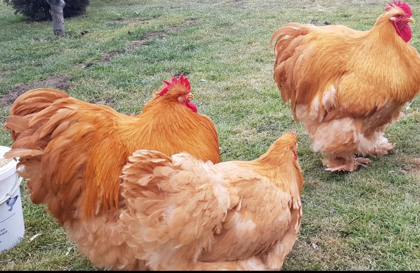  - Cochin galben 2020