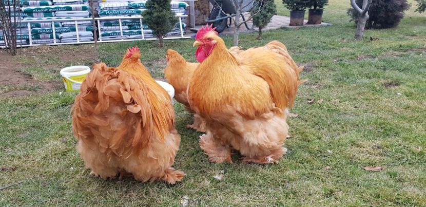  - Cochin galben 2020