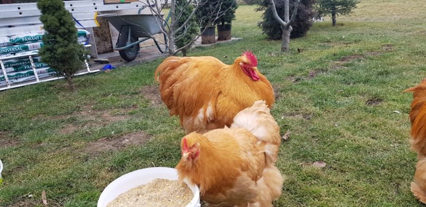  - Cochin galben 2020