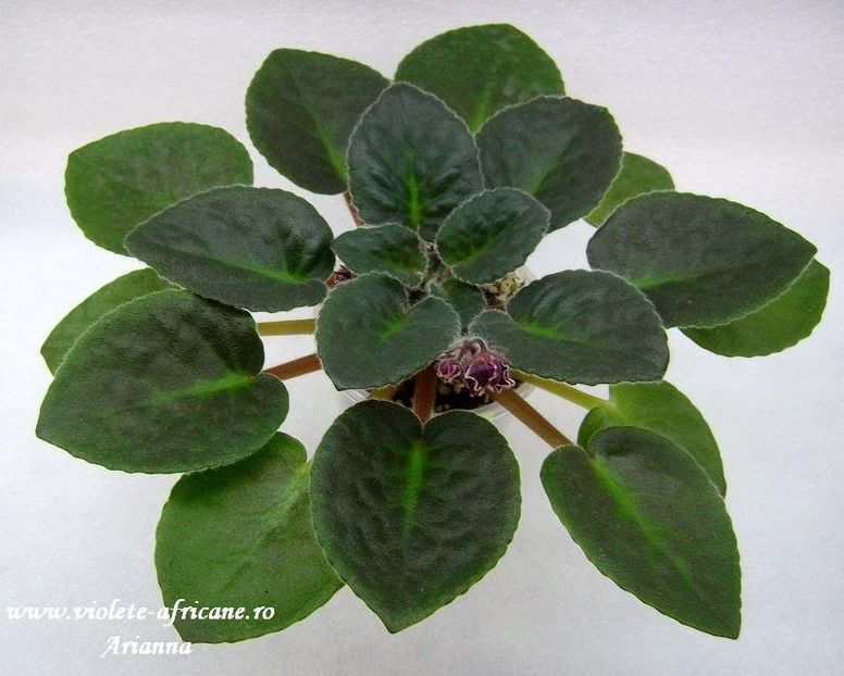 Arcturus - Violete Africane - Frunze verzi