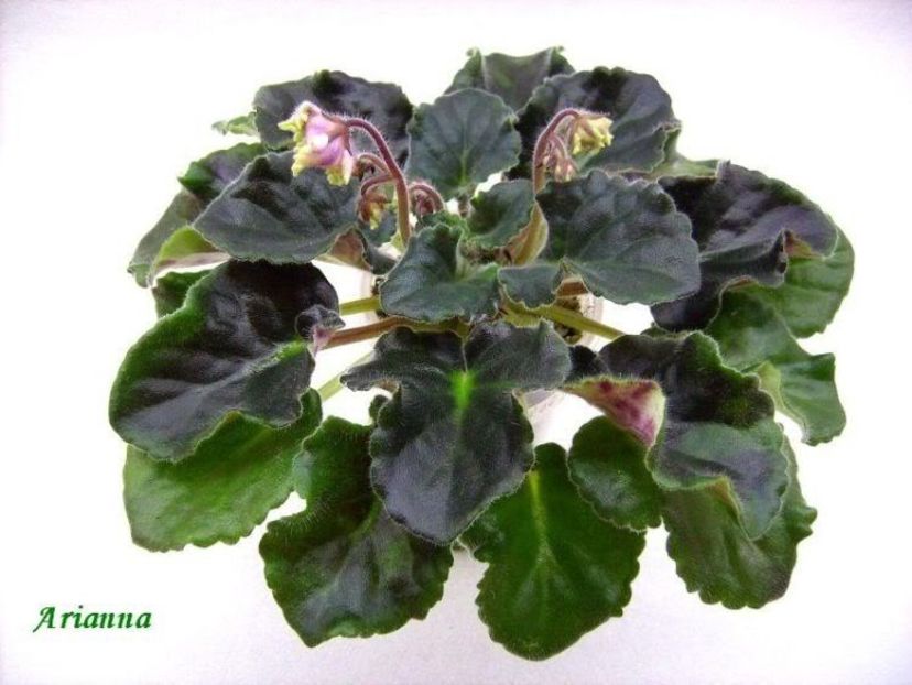 Frosted Flames - Violete Africane - Frunze verzi
