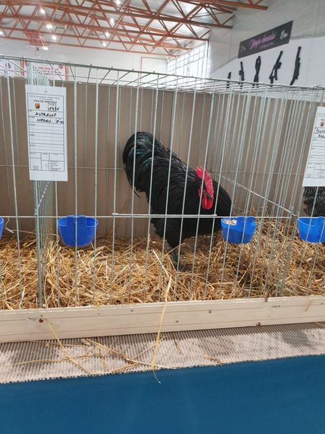  - Fam 1 australorp negru 2020