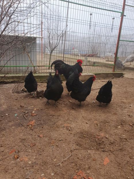  - Fam 1 australorp negru 2020