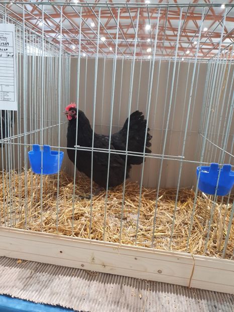  - Fam 1 australorp negru 2020